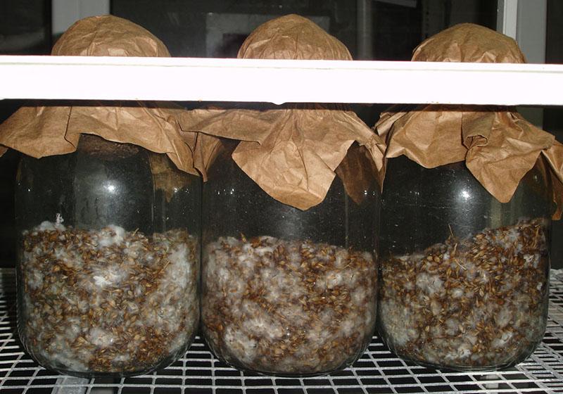jak pěstovat houby mycelium doma
