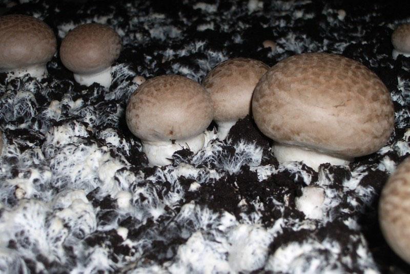 houbové mycelium