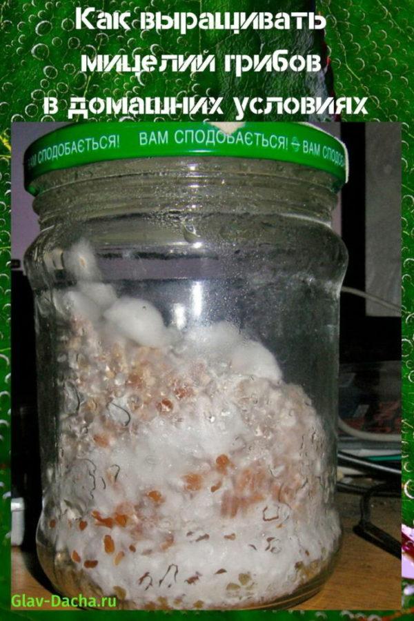 jak pěstovat houby mycelium doma