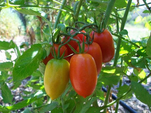 raná odrůda rajčat