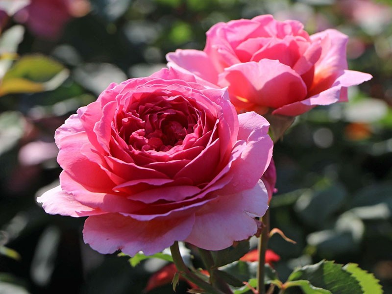 anglická růže