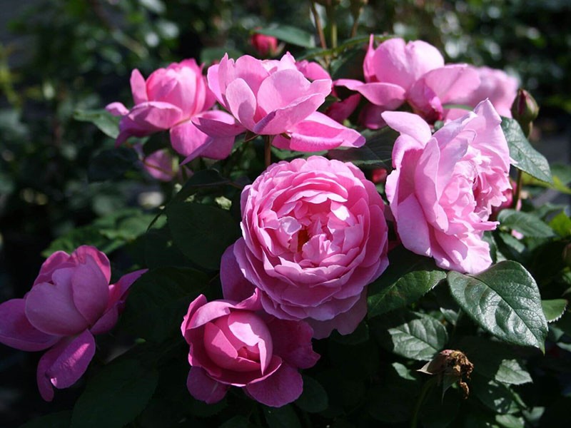 unikátní růže Mary Rose