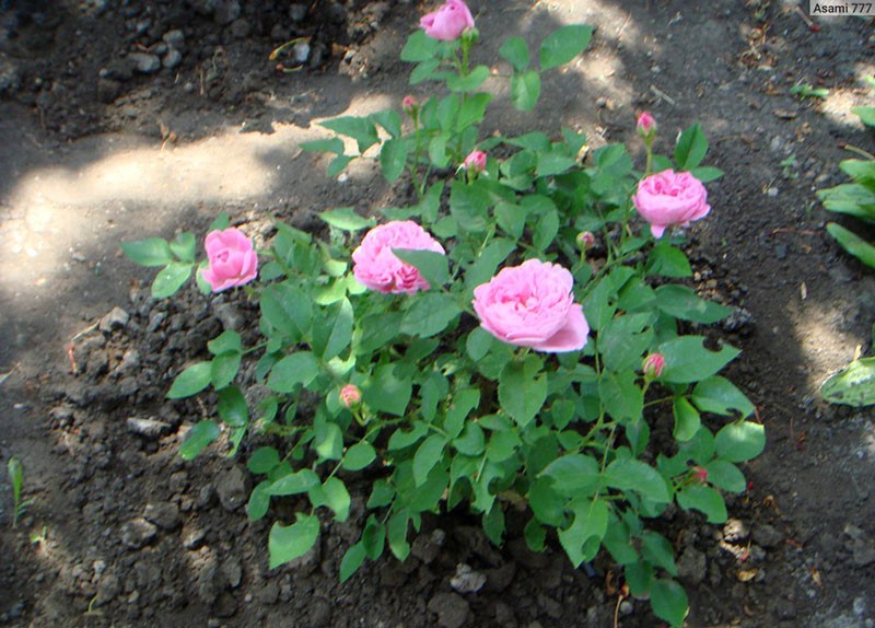 pěstování růže Mary Rose na místě