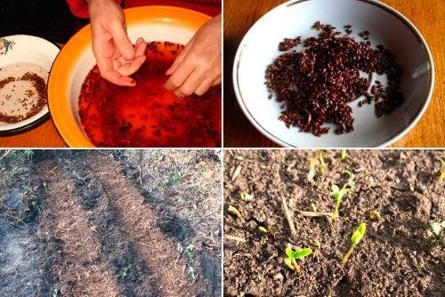jak pěstovat dřišťál ze semen