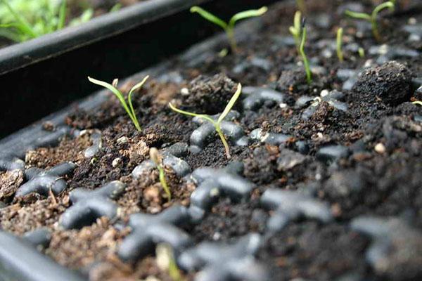 pěstování fenyklu ze semene