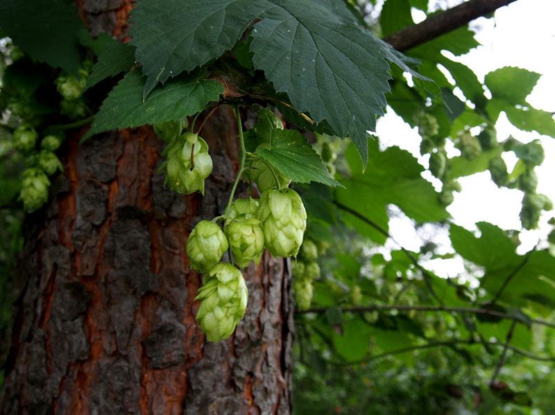 Hopfen aus Stecklingen