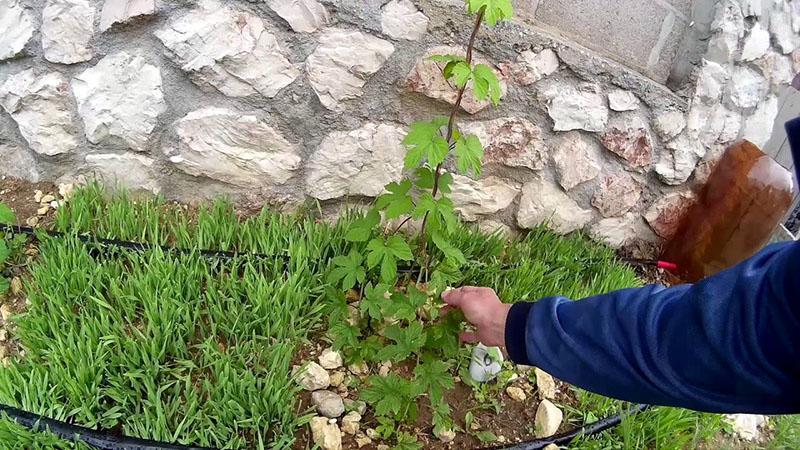 Hopfen im Freiland aus Samen