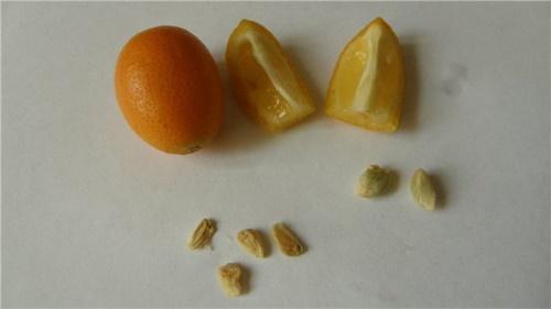 كيف ينمو برتقال ذهبي من عظم
