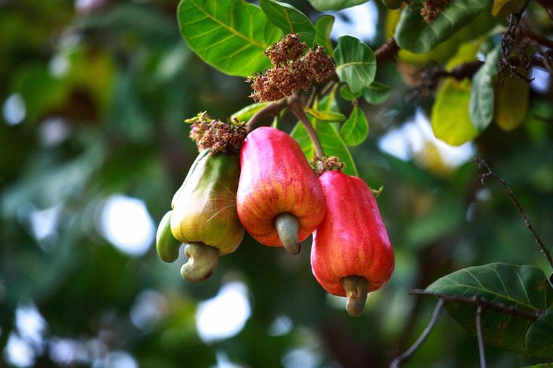 brazilské ořechy