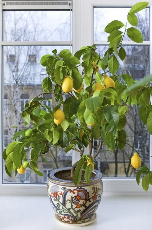 كيف ينمو الليمون في المنزل
