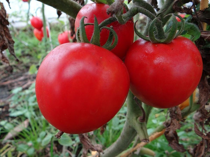 أشكال أصناف الطماطم ريدل