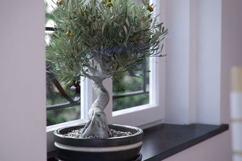 bonsai olivovník