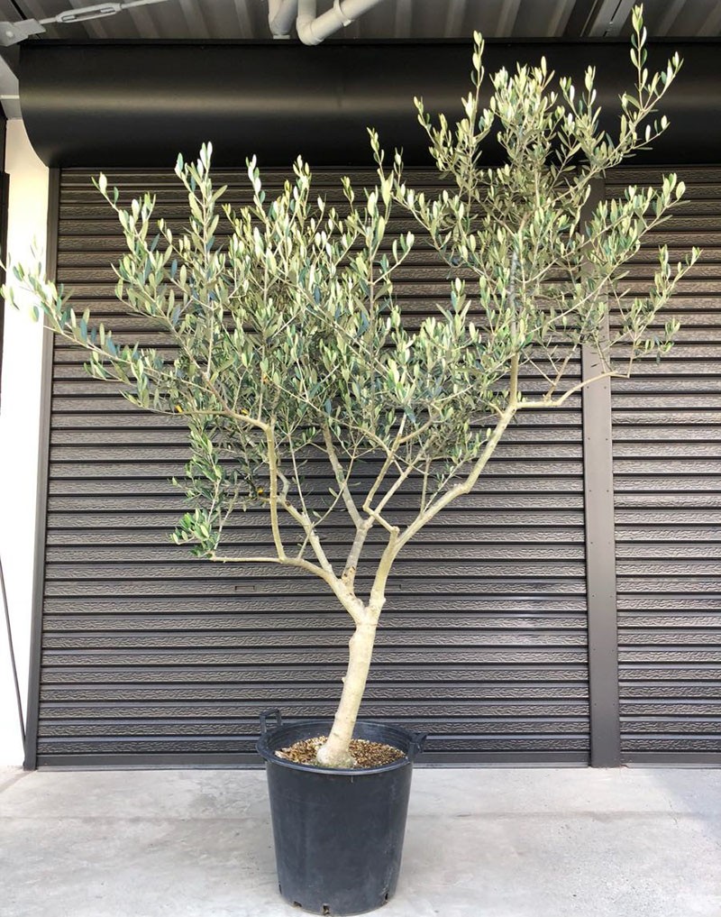 osivo pěstovaný olivovník