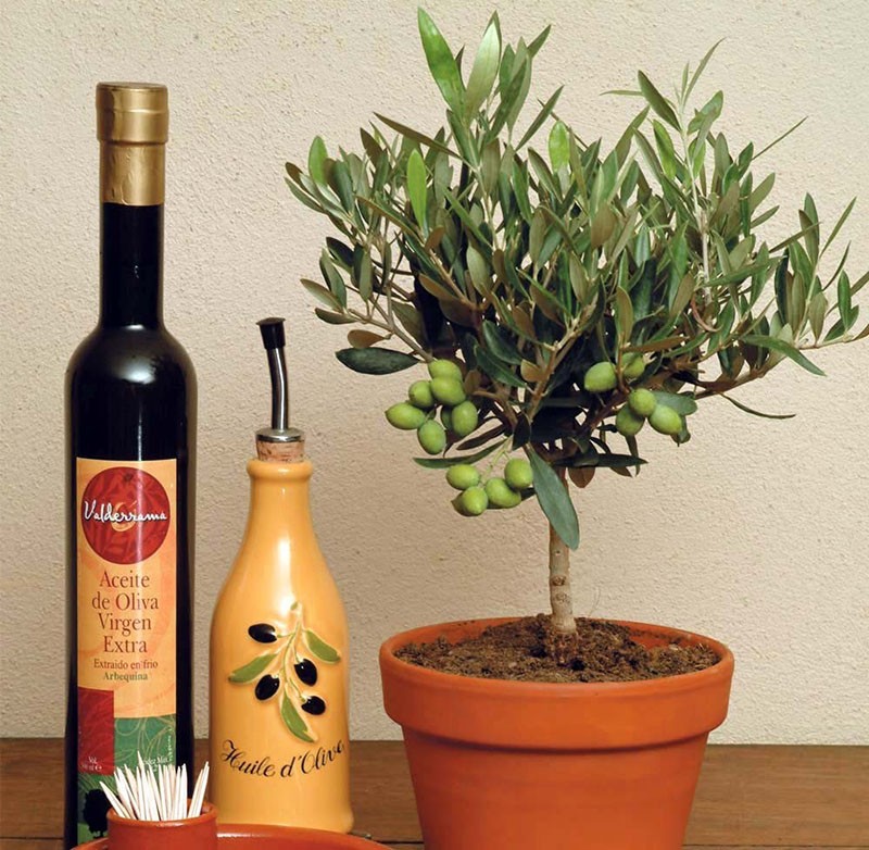 jak vypěstovat olivovník ze semínka