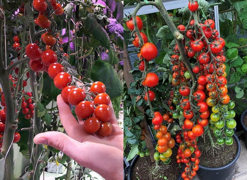 wie man eine Rapunzel-Tomate auf dem Balkon anbaut