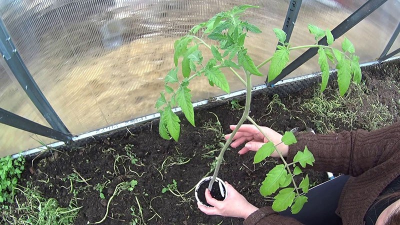 Tomatensetzlinge verpflanzen Rapunzel
