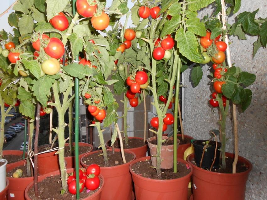 sklizeň pokojových rajčat