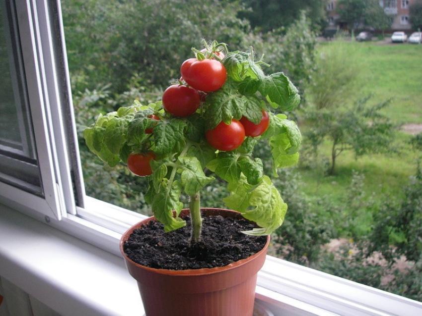 jak pěstovat rajčata v bytě v zimě