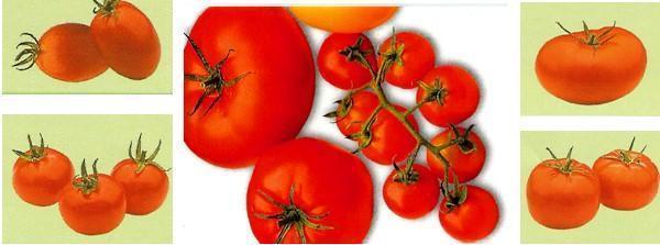 druhy rajčat