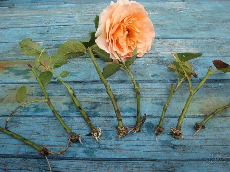 wie man eine Rose aus einem Steckling züchtet