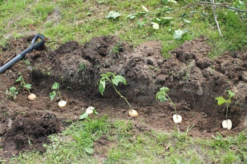 Kartoffeln mit Stecklingen in einen Graben legen