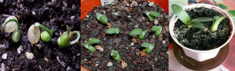 Vermehrung von Hemantus durch Samen