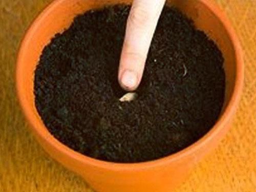 Hroznové semeno je prohloubeno o 1,5 cm
