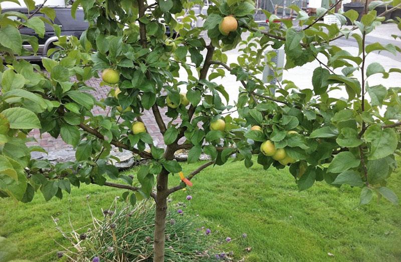 كيف تنمو شجرة تفاح من ثمار البذرة