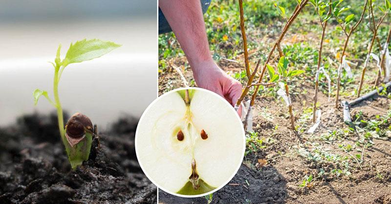 كيف تنمو شجرة تفاح من بذرة