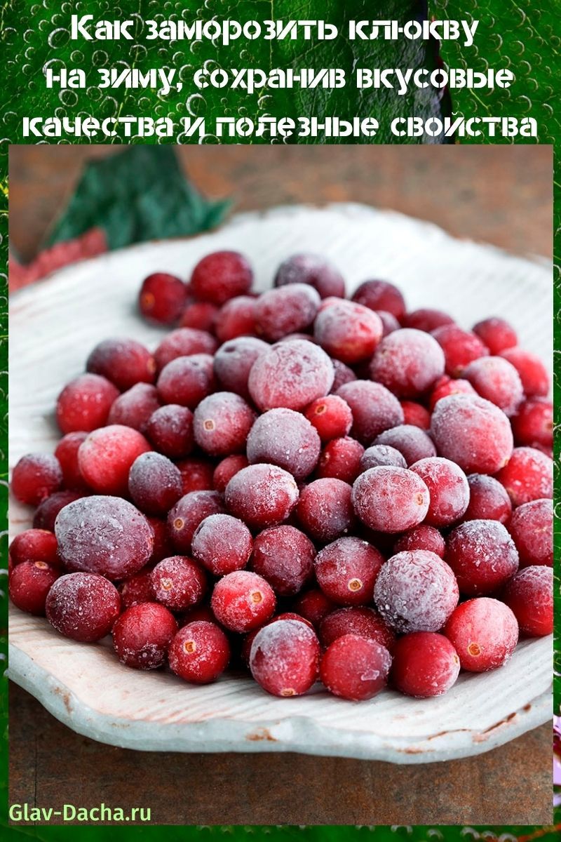 wie man Cranberries für den Winter einfriert