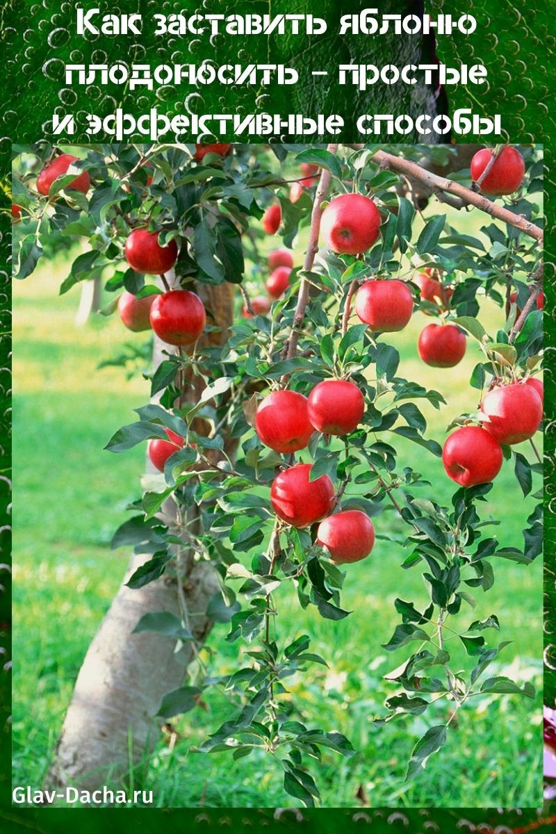 wie man einen Apfelbaum Früchte trägt