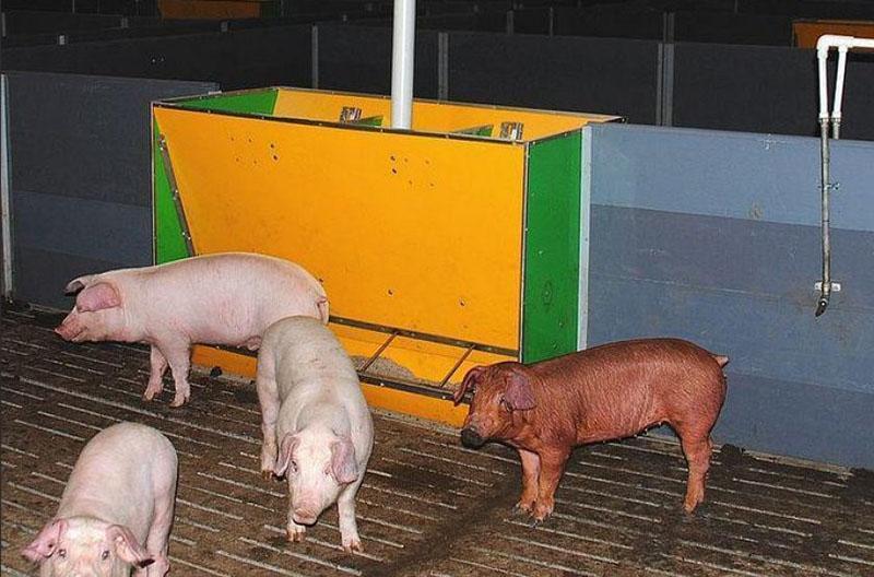 تغذية مزرعة الخنازير