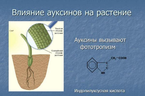 تأثير الأكسينات على النبات