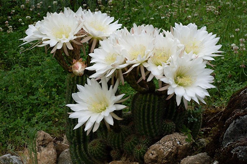 Aké kvety nemožno držať doma - Trichocereus