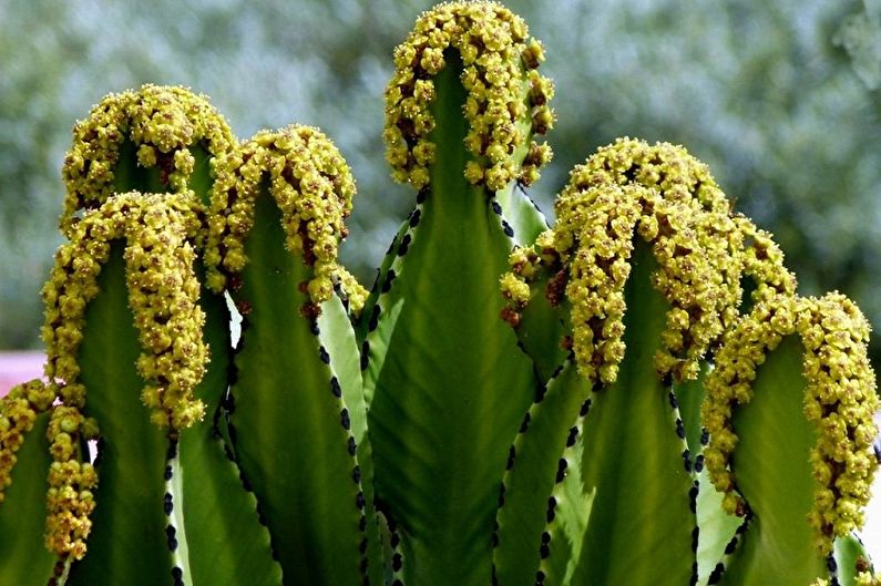 Hvilke blomster kan ikke holdes hjemme - Euphorbia