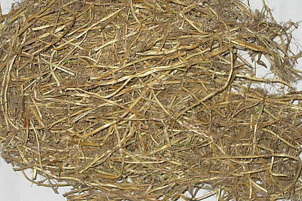 medizinische Eigenschaften von Weizengras