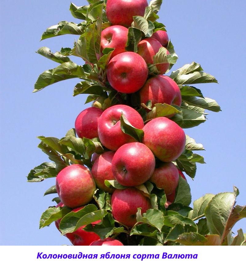 Apfelbaumsorten Währung