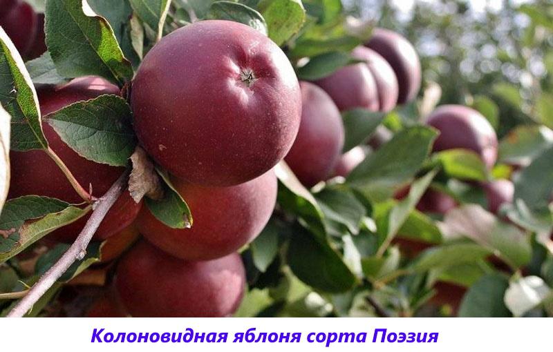 Apfelbaumsorten Poesie