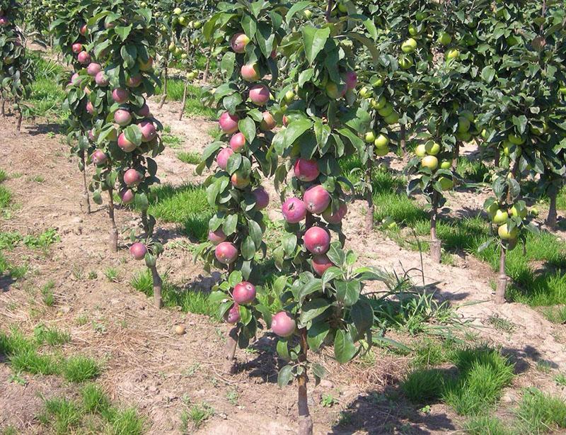 أصناف من أشجار التفاح العمودي لمنطقة موسكو