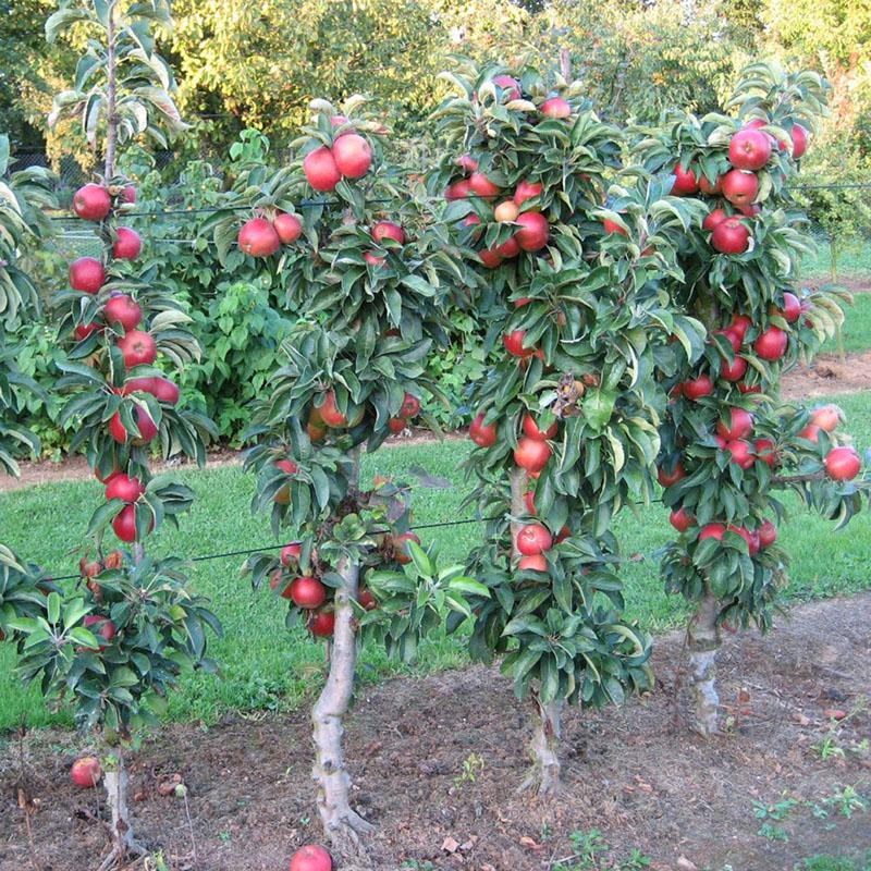 ما هو الفرق بين أنواع أشجار التفاح العمودي