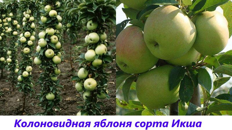 شجرة التفاح iksha