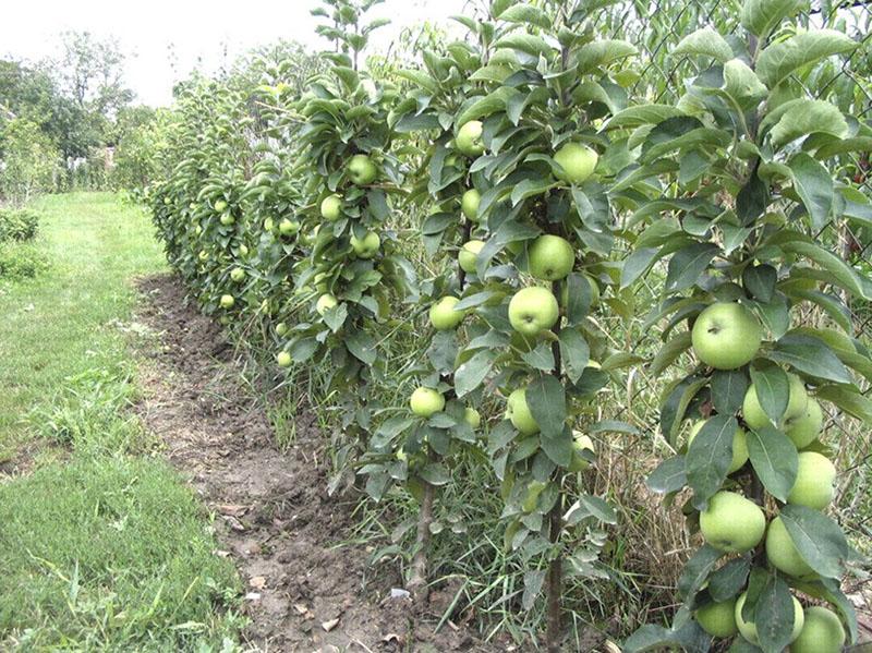 أصناف من أشجار التفاح العمودي لسيبيريا
