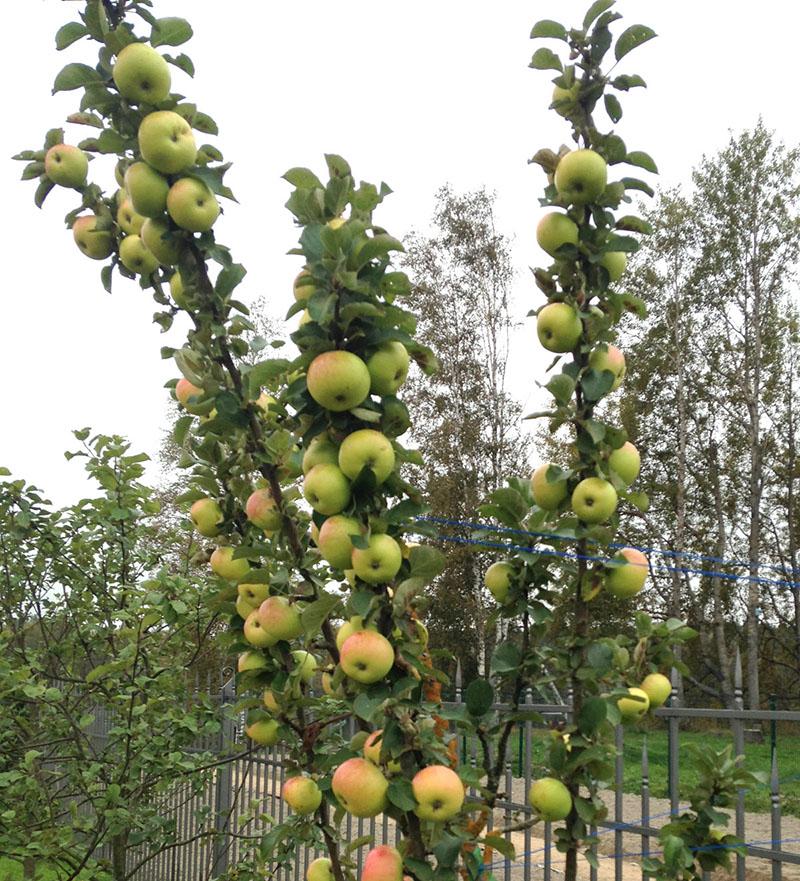 شجرة التفاح في سيبيريا