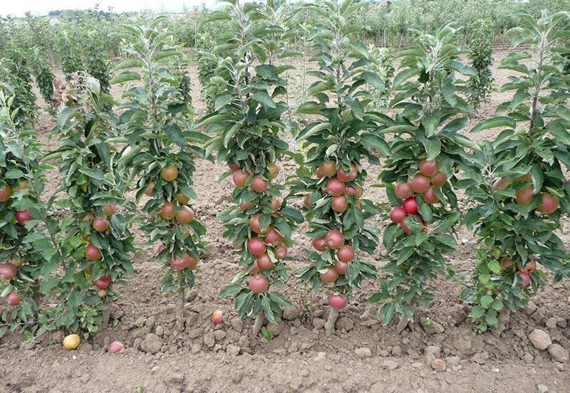 فوائد أشجار التفاح العمودية