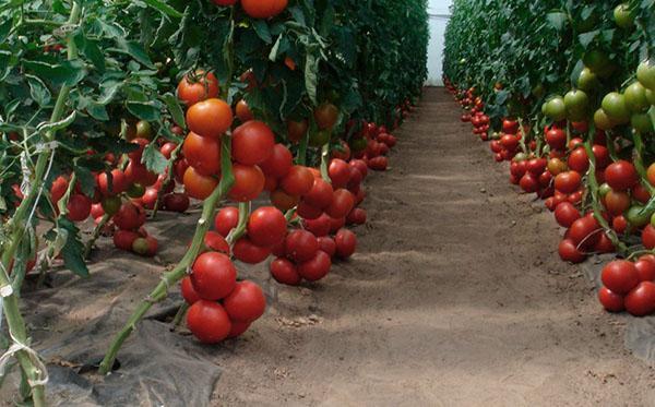طماطم الدفيئة