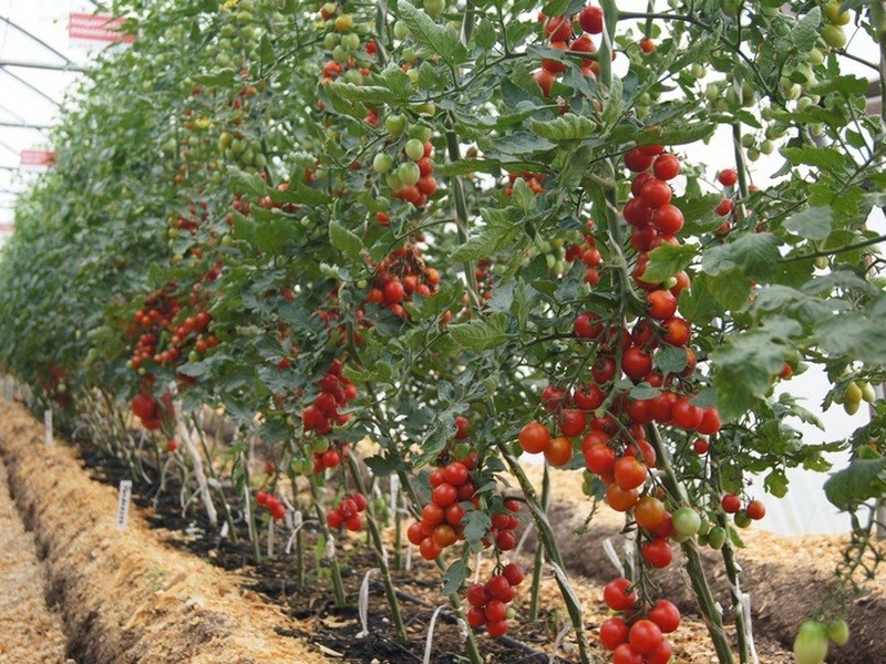 Merkmale von unbestimmten Tomaten