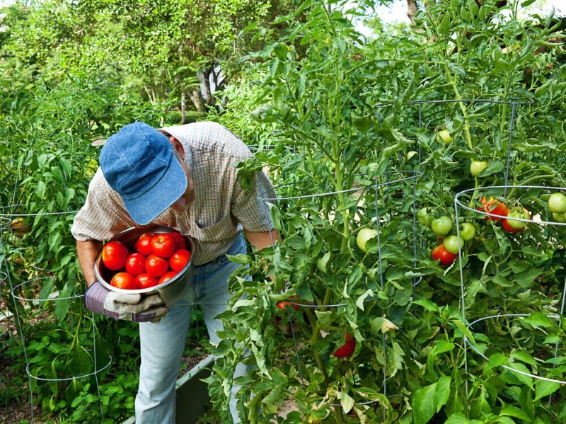 welche Tomaten sind besser bestimmend oder unbestimmt