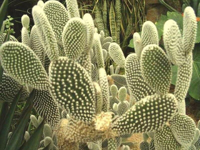 kaktusy opuncie