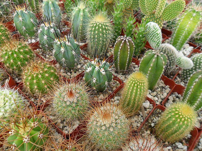 různé druhy a formy kaktusů