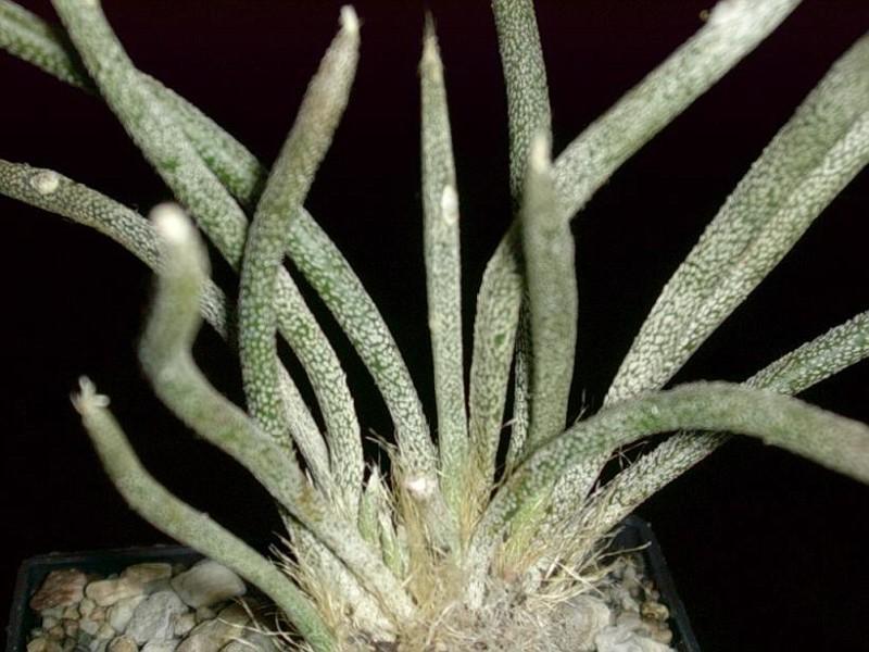 رأس ميدوسا (Astrophytum capyt-medusae)